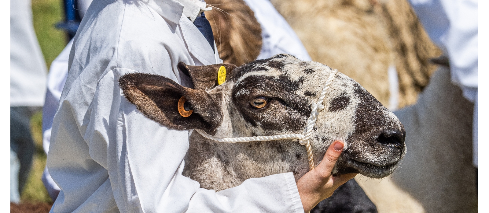 Fabulous livestock